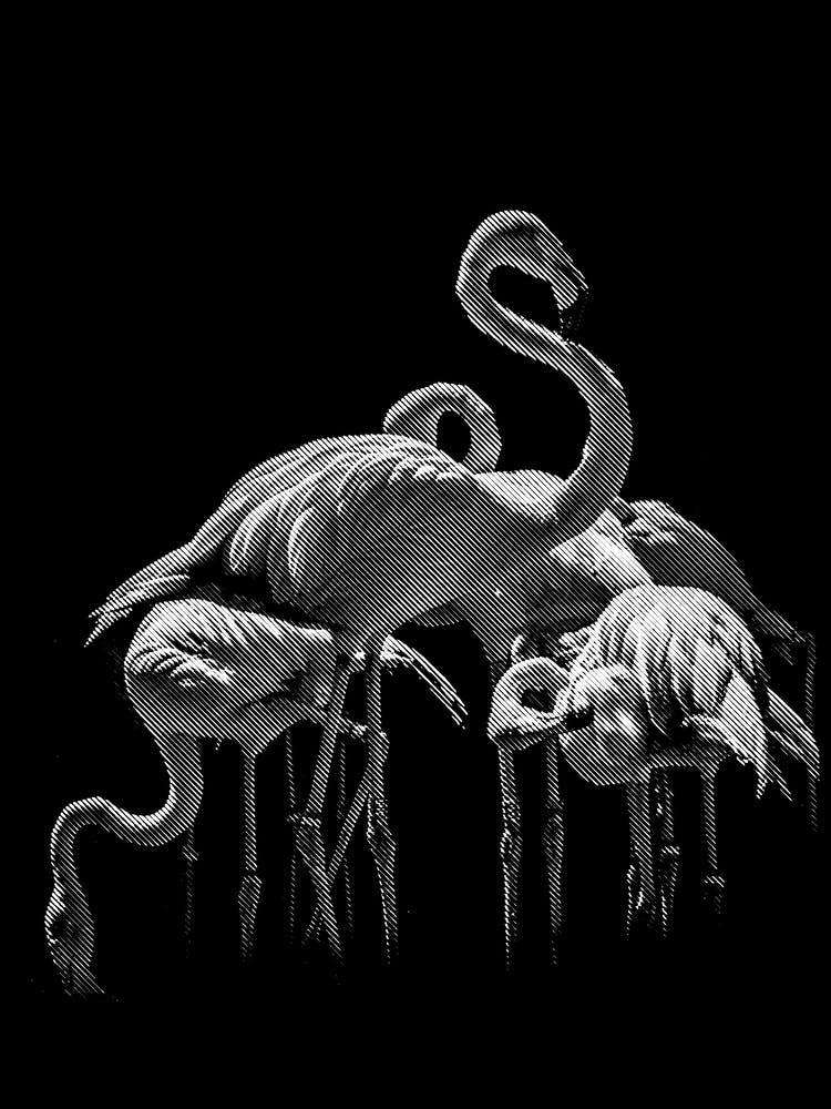 Flamingos Line Art