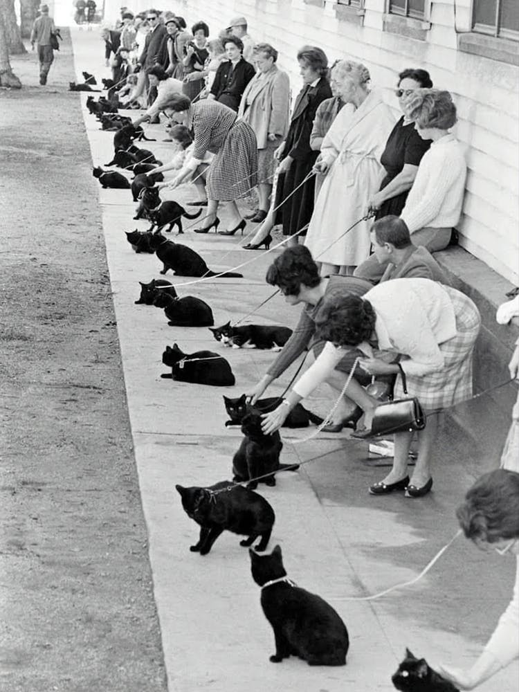 Blackcatauditions1