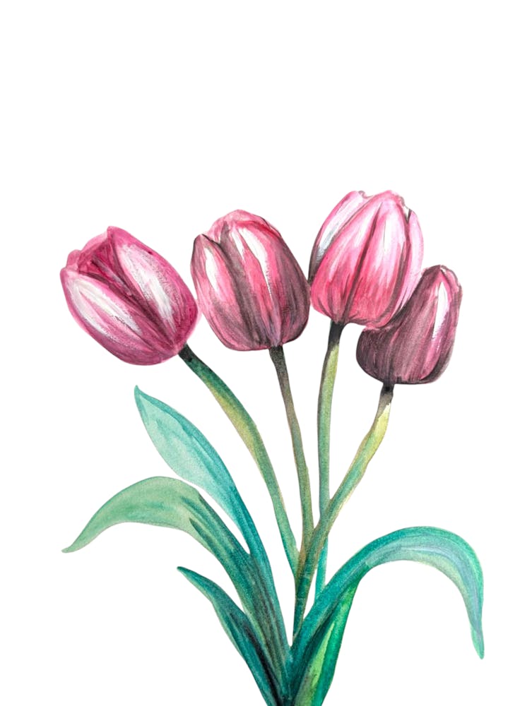 Pink Tulips Flowers Watercolour Illustration Botanical 2