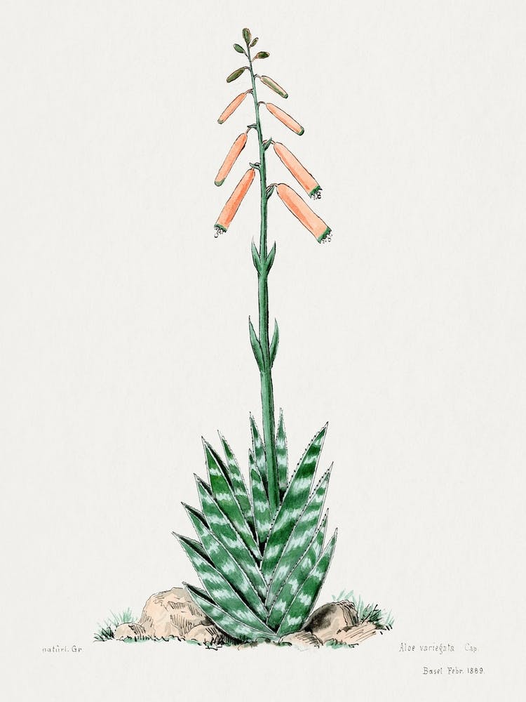 Aloevera, Familie Der Cacteen