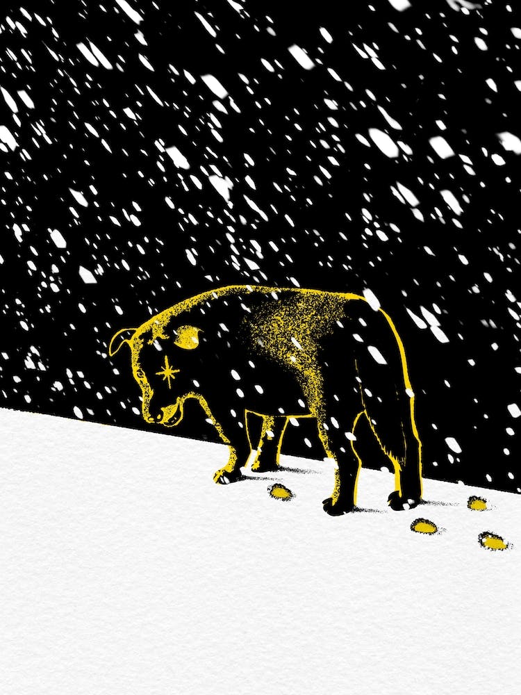 Yellow Boy