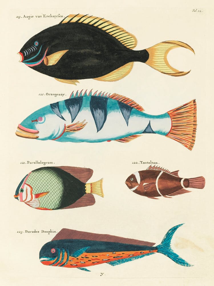 Colourful And Surreal Illustrations Of Fishes Found In Moluccas (Indonesia) And The East Indies, Louis Renard(22)