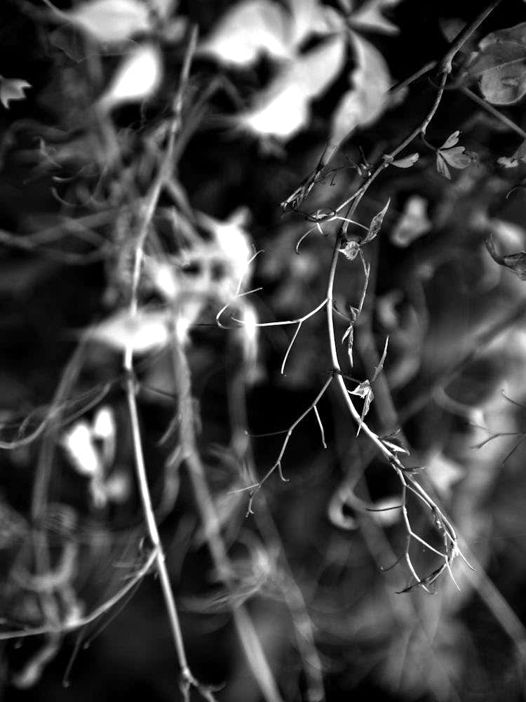 Branch BW 1