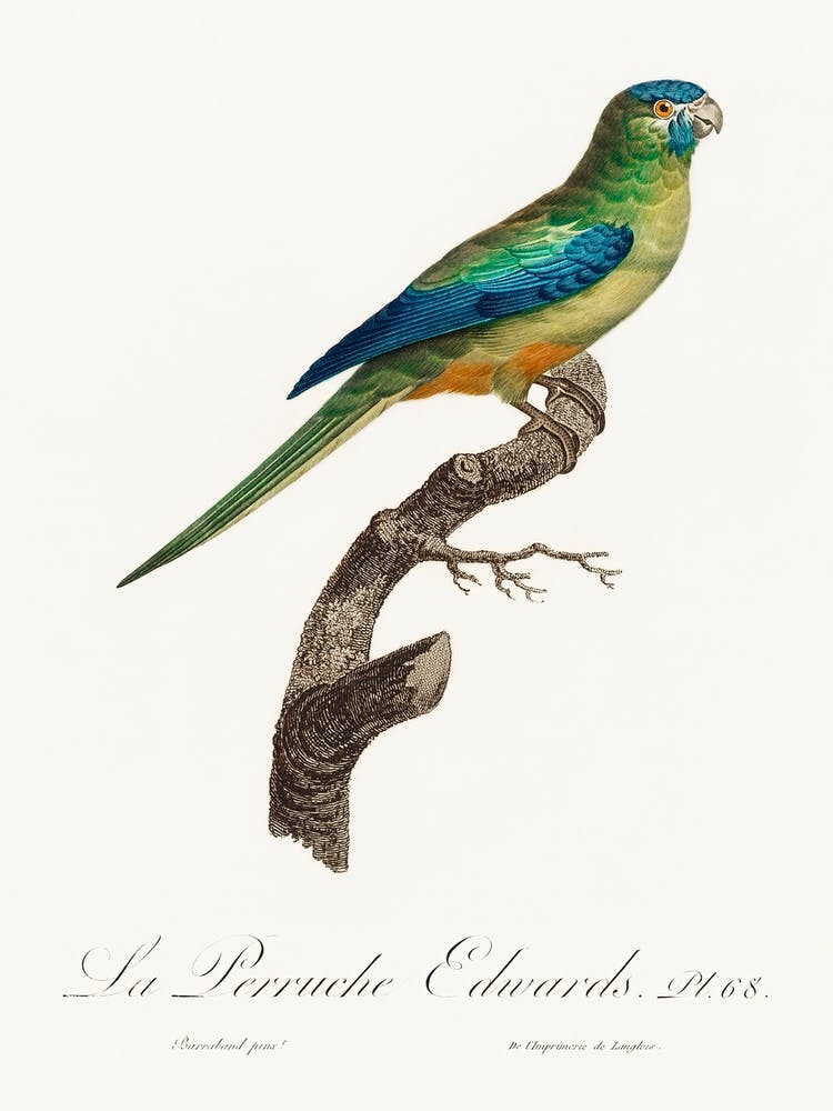 Turcosine Ground Parakeet From Natural History Of Parrots, Francois Levaillant