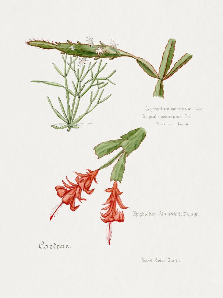 Rhipsalis, Familie Der Cacteen