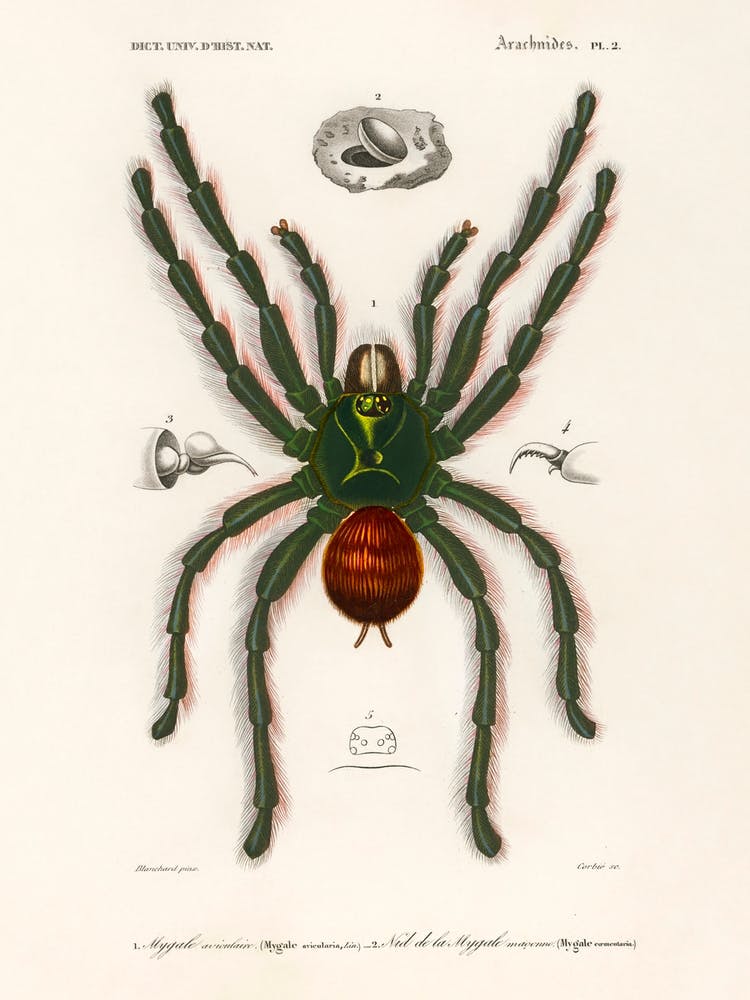 Pinktoe Tarantula (Mygalomorphae), Charles Dessalines D' Orbigny