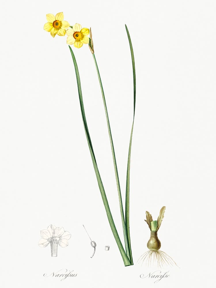 Cowslip Cupped Daffodil Illustration From Les Liliacées (1805), Pierre Joseph Redoute
