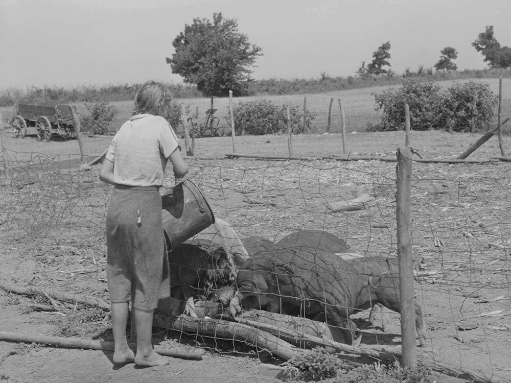 Daughter Of Tenant Farmer Feeding The Hogs Near Muskogee, Oklahoma, See General Caption 20 By Russell Lee