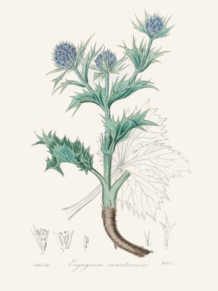 Vintage Botanical John Stephenson and James Morss Churchill _2731692