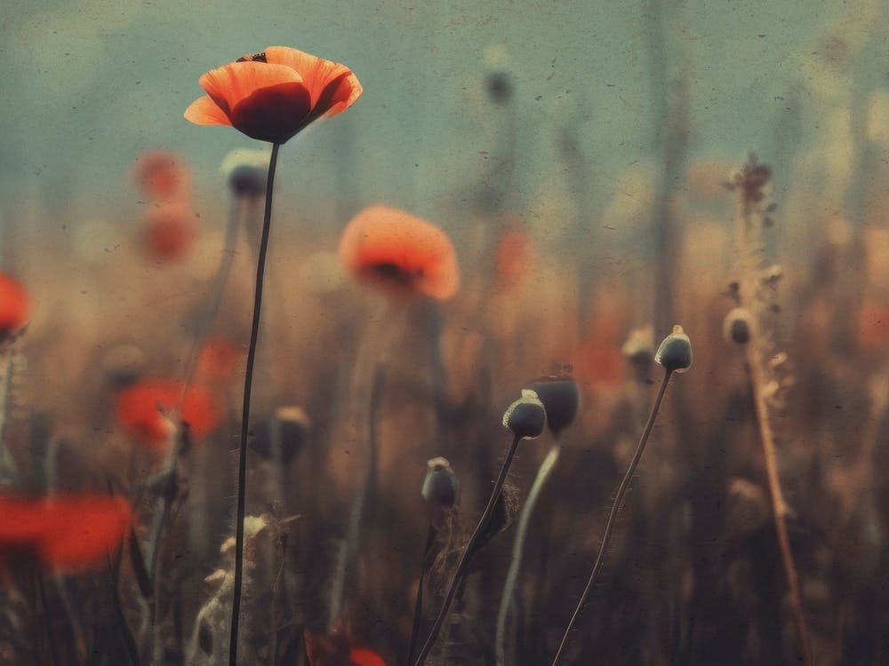 Nostalgic Nature No 7 2