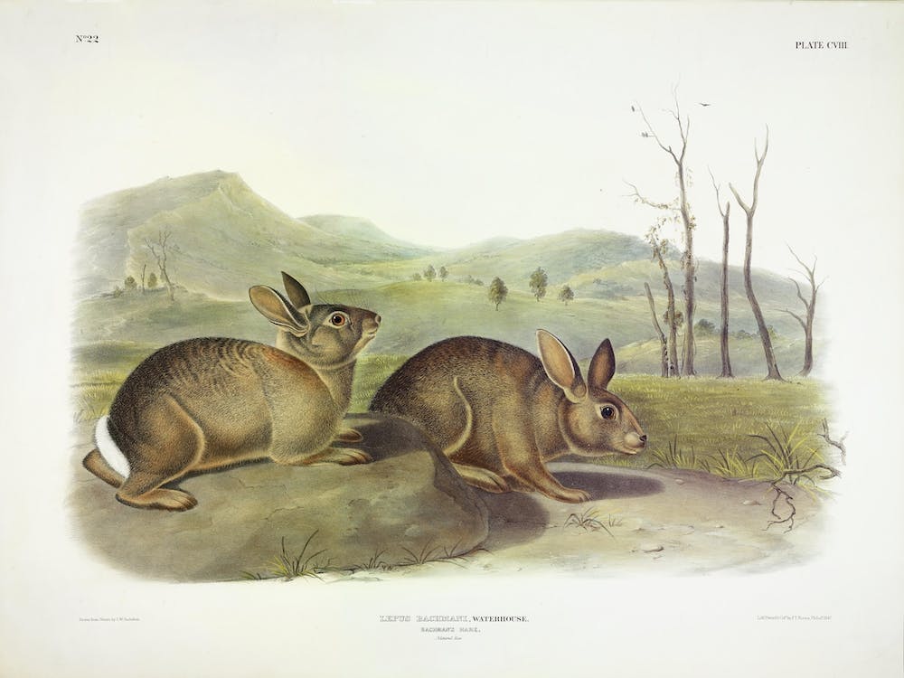 Bachman's Hare, John James Audubon
