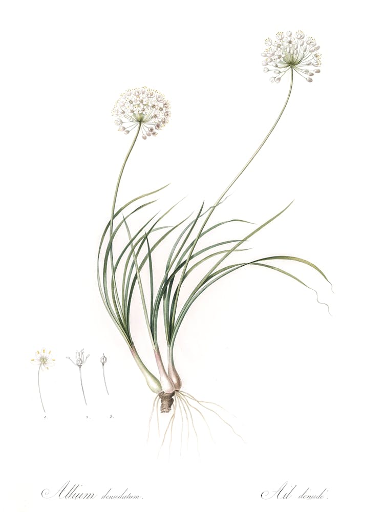 Allium Denudatum Illustration, Pierre Joseph Redoute