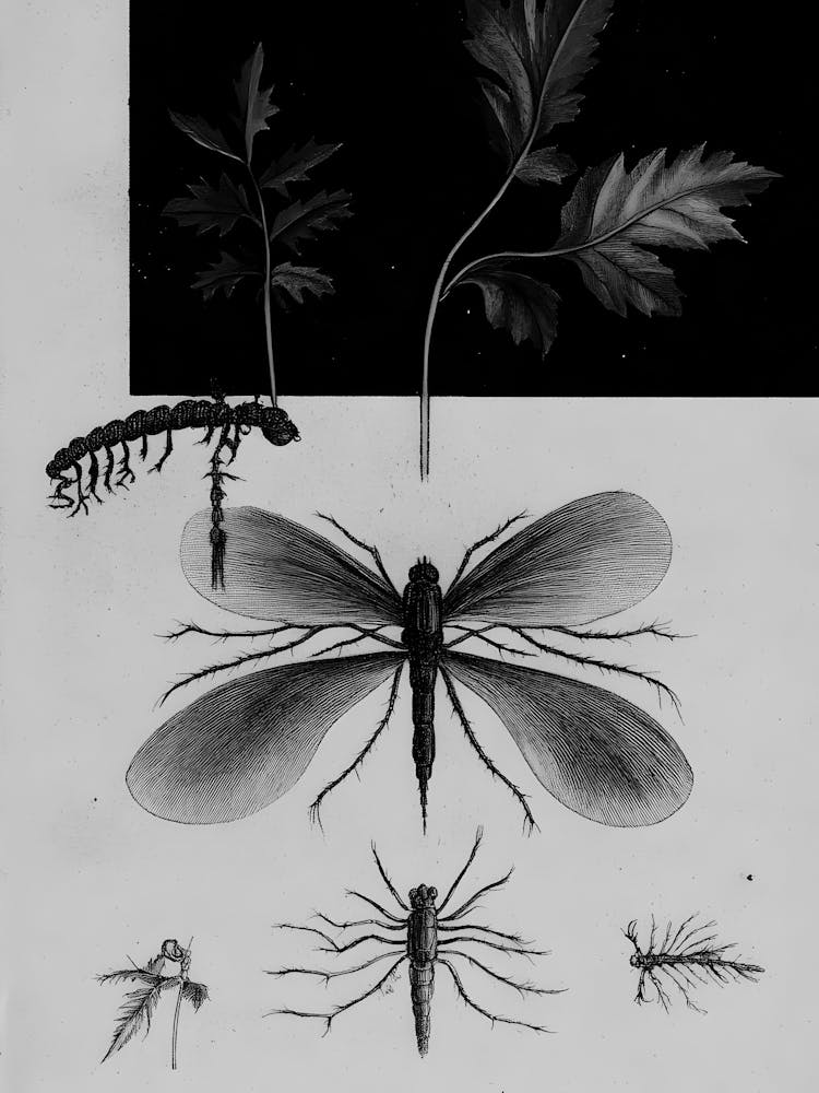 Flies And Other Insects