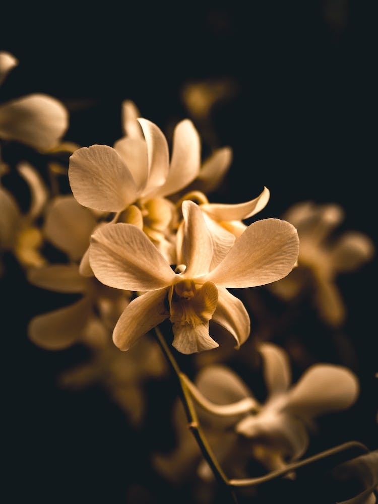 Orchid