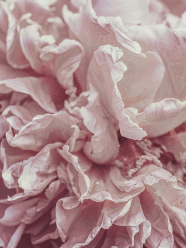 Pink Peony Flowers