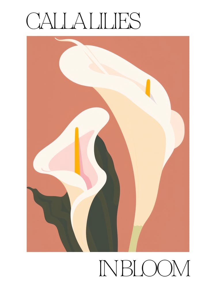 Calla Lilies In Bloom Flowers Bold Illustration 1