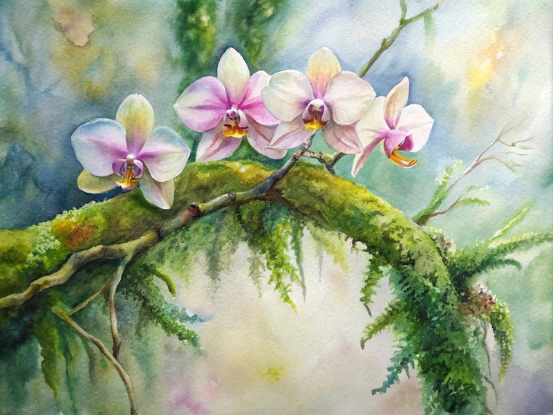 Orchids On Moss