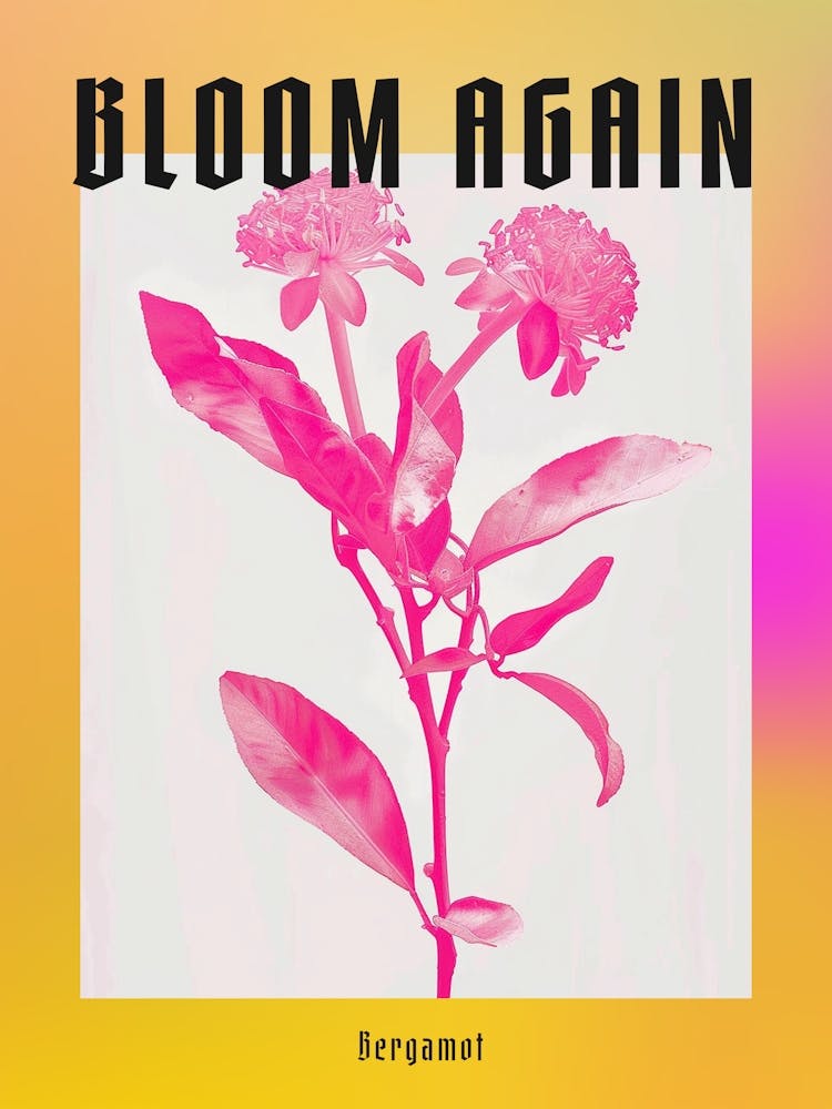 Hot Pink Bergamot Poster