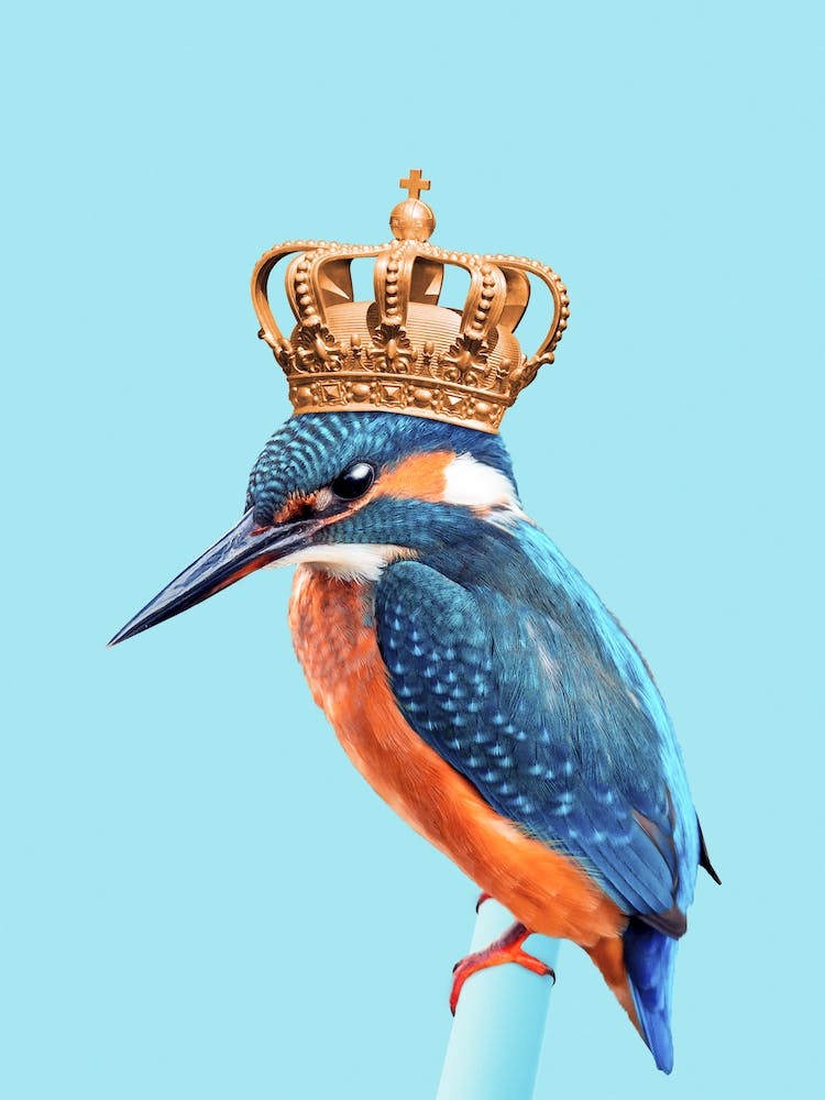 Kingfisher
