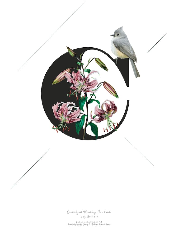 Botanical Alphabet C