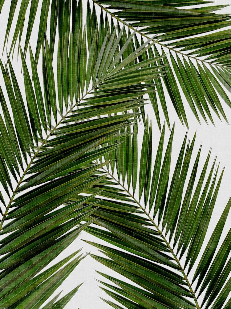 Palm Leaf III