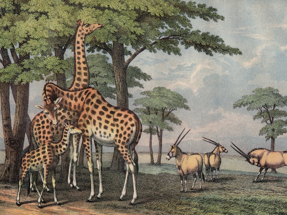 Vintage Kolb 5 Tafel 36 Giraffe