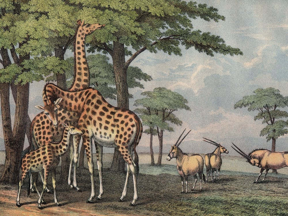 Vintage Kolb 5 Tafel 36 Giraffe