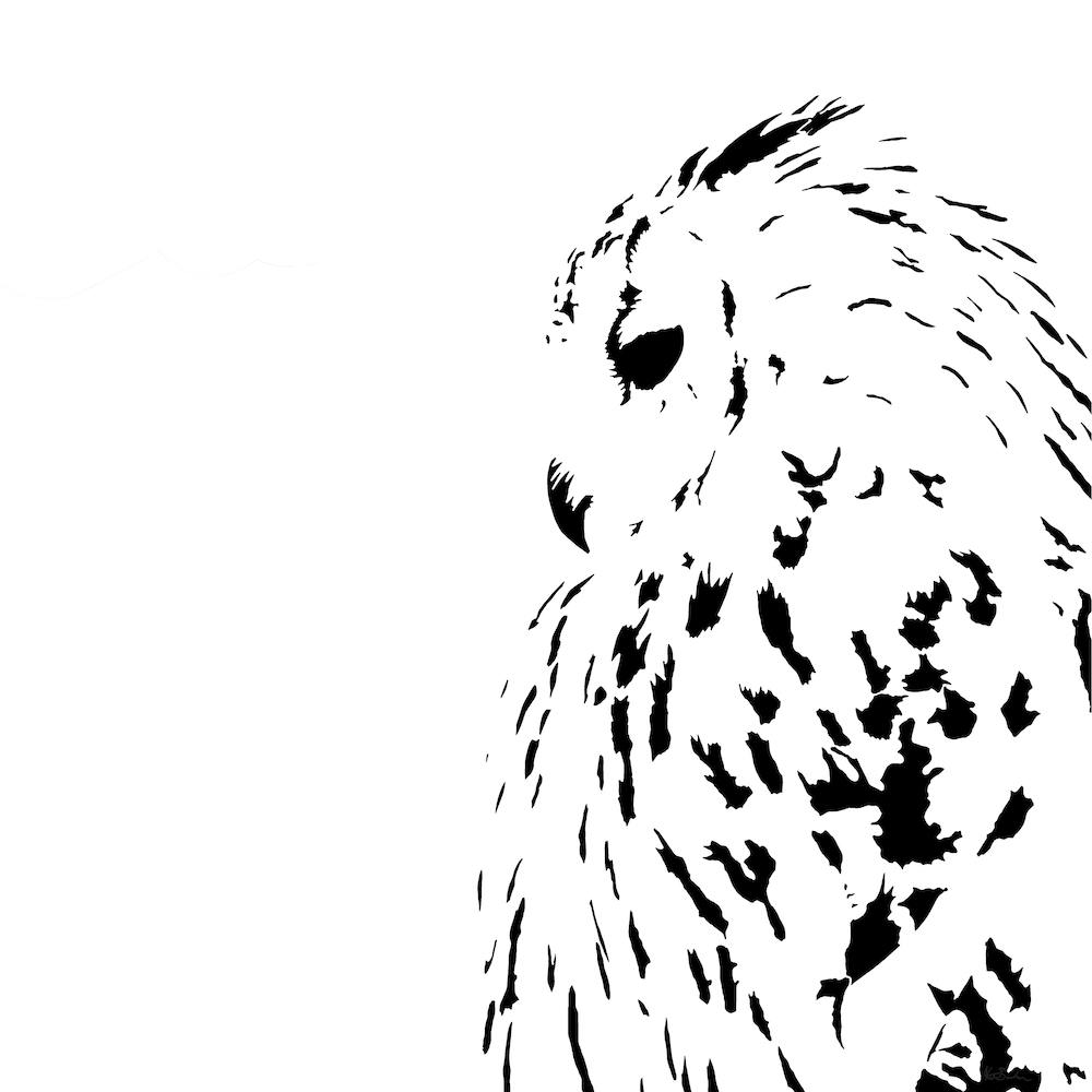 Snowy Owl White Series Square