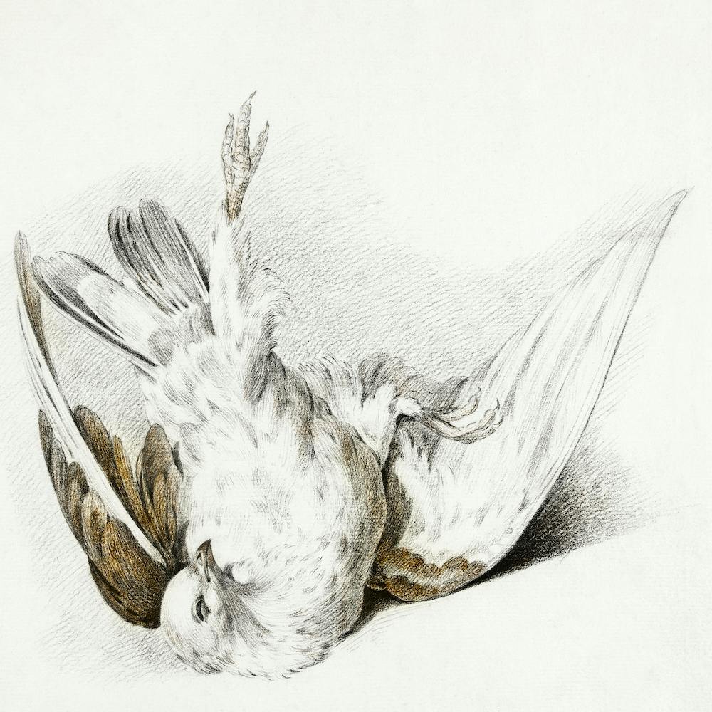 Dead Pigeon, Jean Bernard