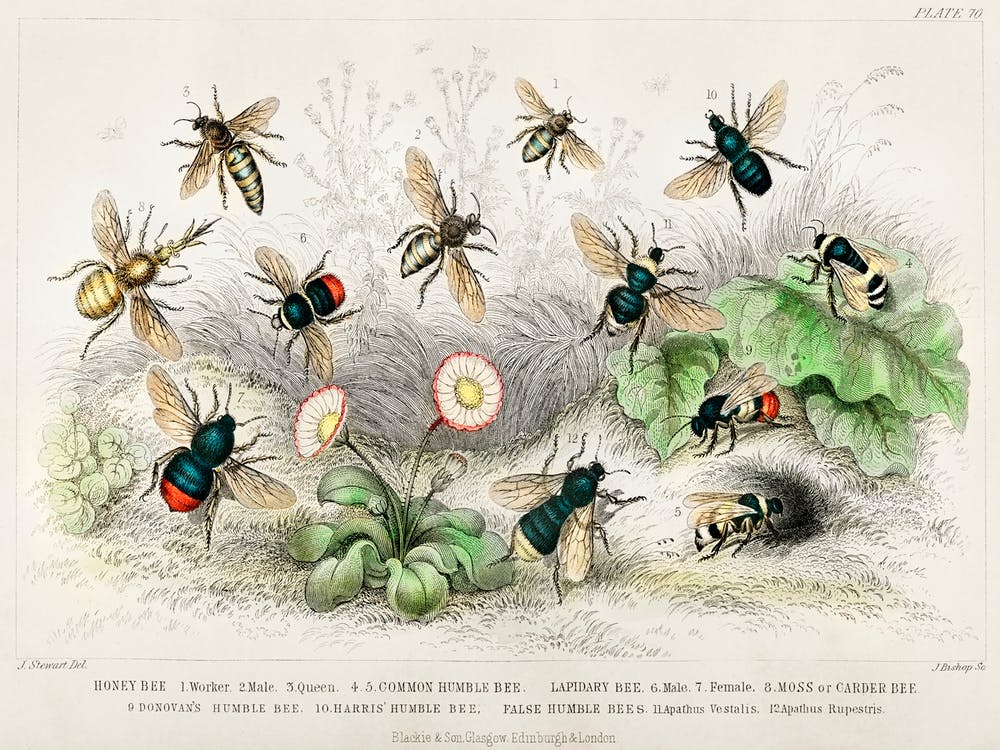 Honey Bee, Worker, Male, Queen, Common Humble Bee And Lapidary Bee, Oliver Goldsmith