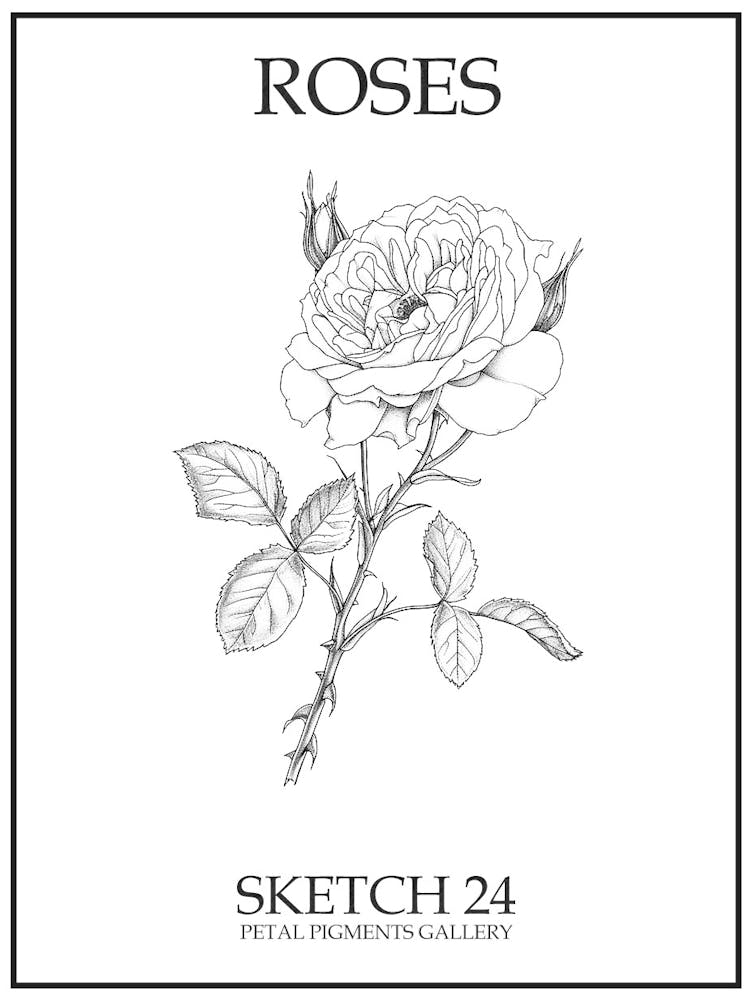 Roses Sketch 24 Poster
