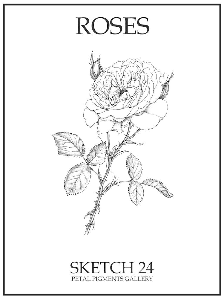 Roses Sketch 24 Poster