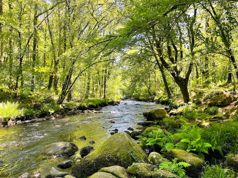 River In The Woods 1