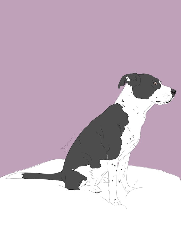 Black & White Dog Sitting