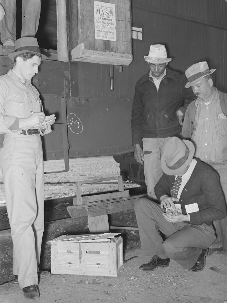 Federal Inspection Of Strawberries With Growers In Background, Hammond, Louisiana By Russell Lee