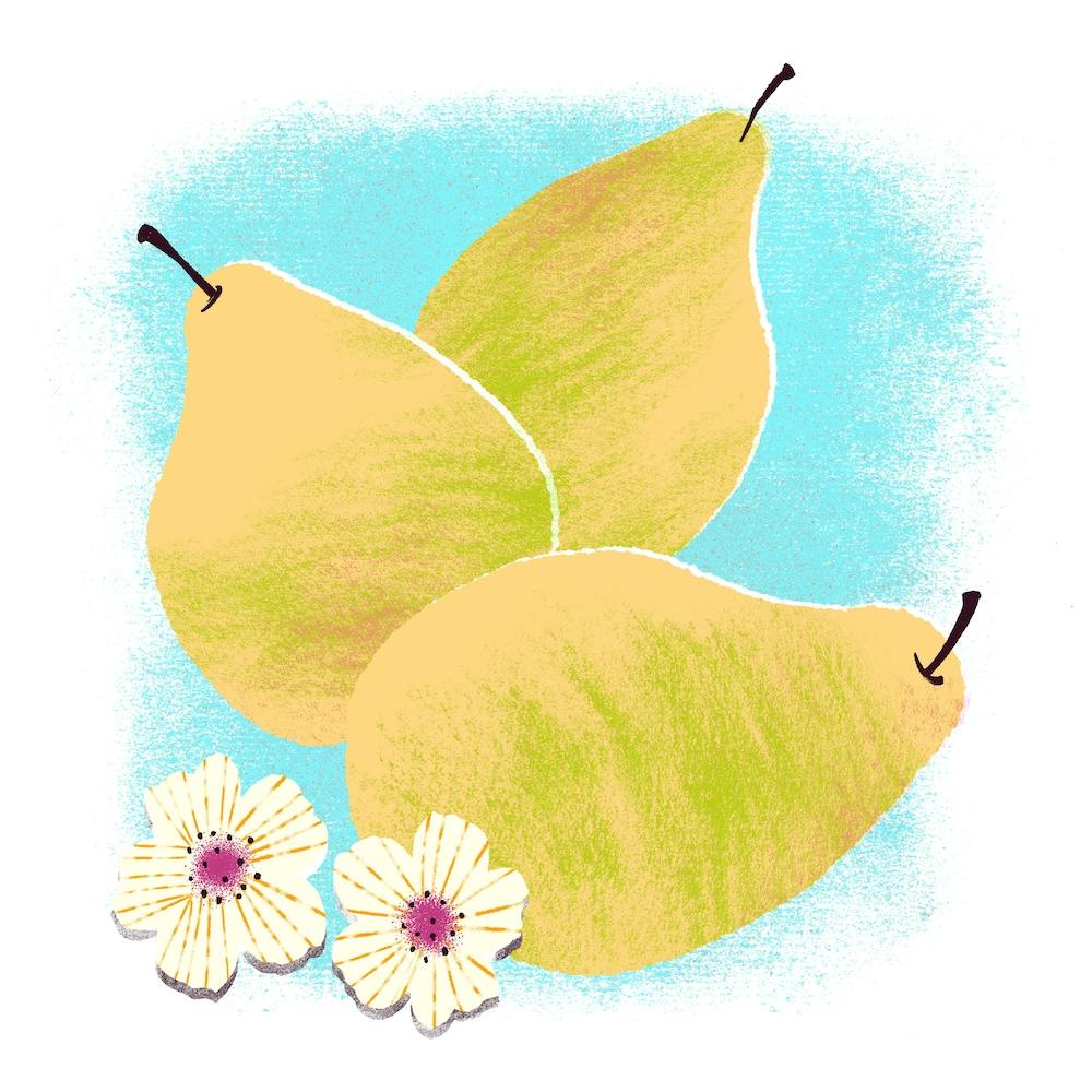 Fresh Yellow Pears With White Flowers  Square