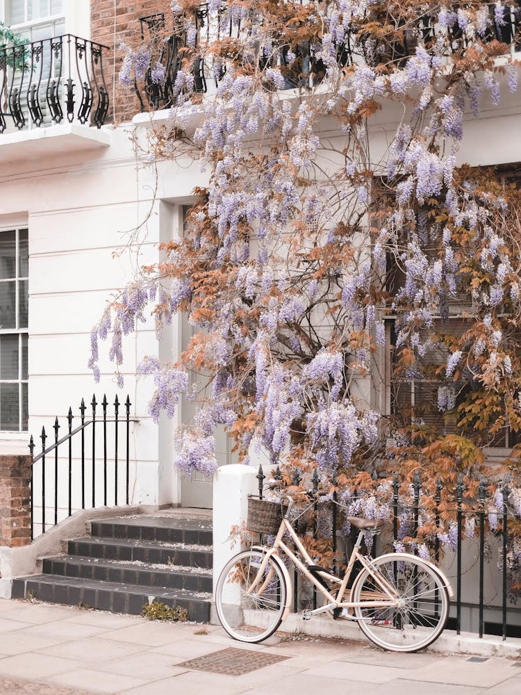 Londres, Angleterre I Primrose Photographie de rue romantique avec vélo vintage et fleurs de glycine façon Bridgerton, architecture victorienne blanche élégante, paysage urbain de rue londonienne bohème.