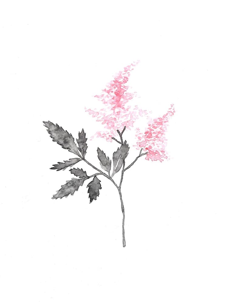 Lilac Flowers