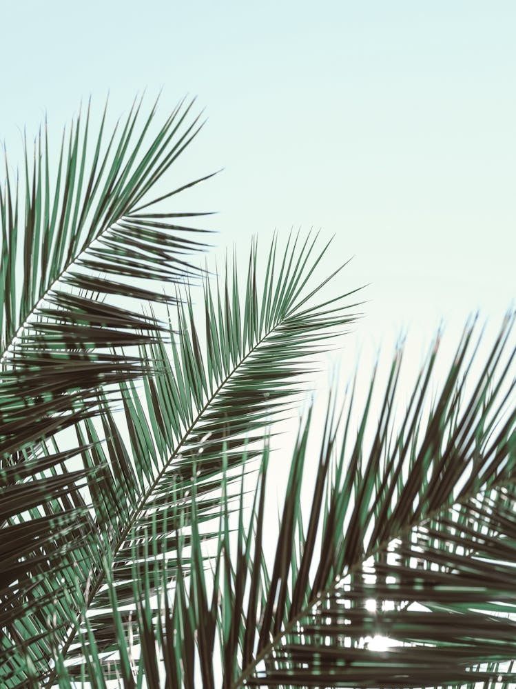 Palm Leaves_2103210