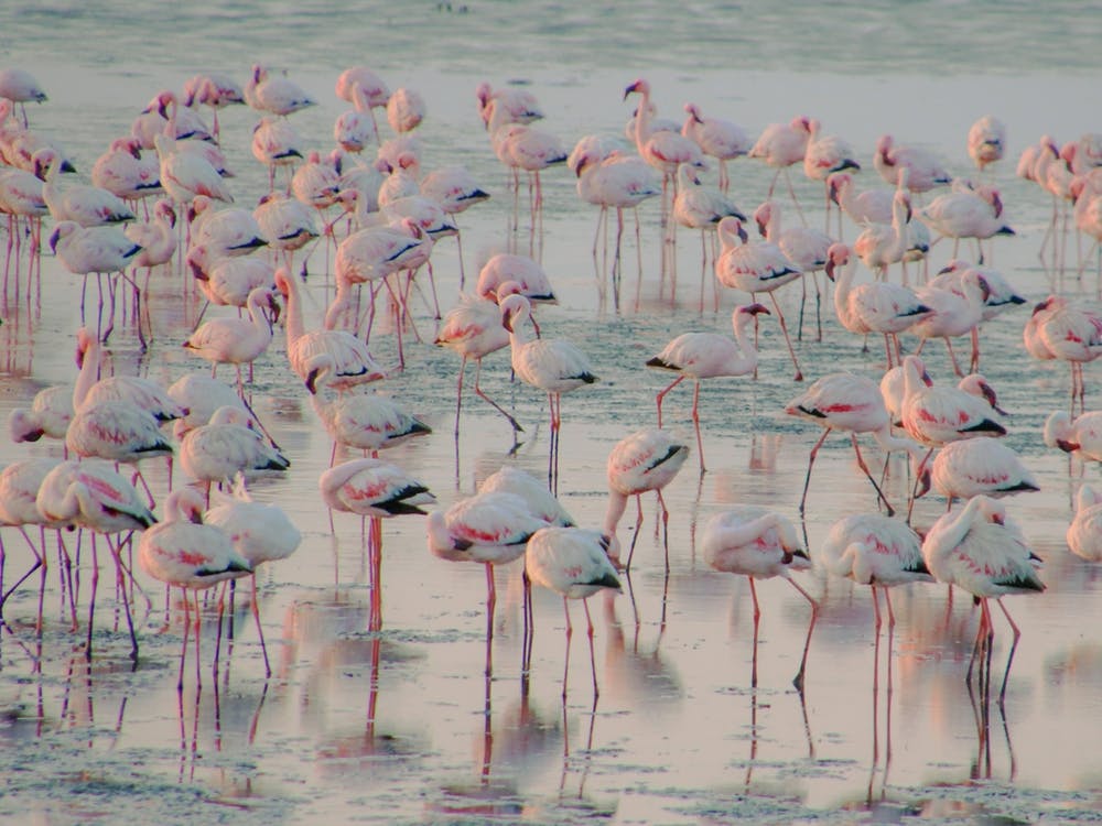 Flamingos at the Ocean Namibia