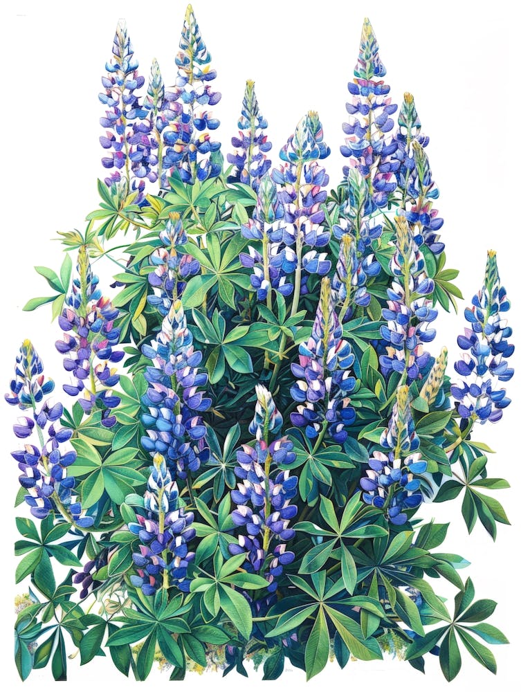 Lupine