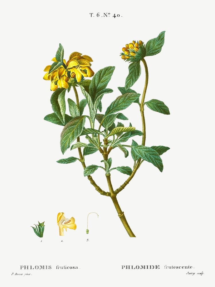 Jerusalem Sage, Pierre Joseph Redoute