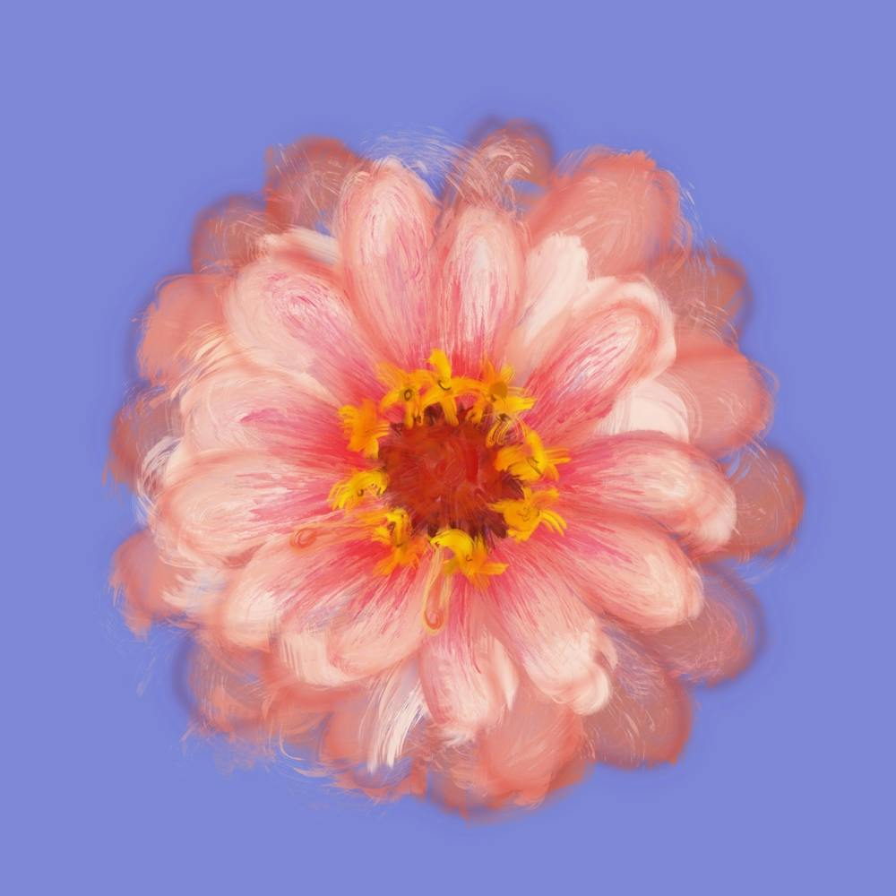 Pink Dandelion
