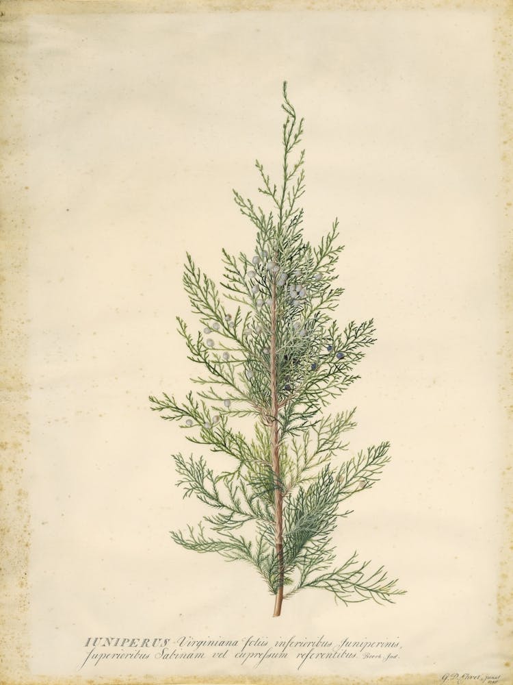 Juniper 1