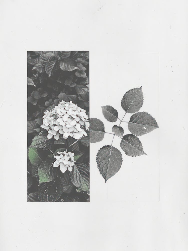 Hydrangea Flower Photo Collage 3