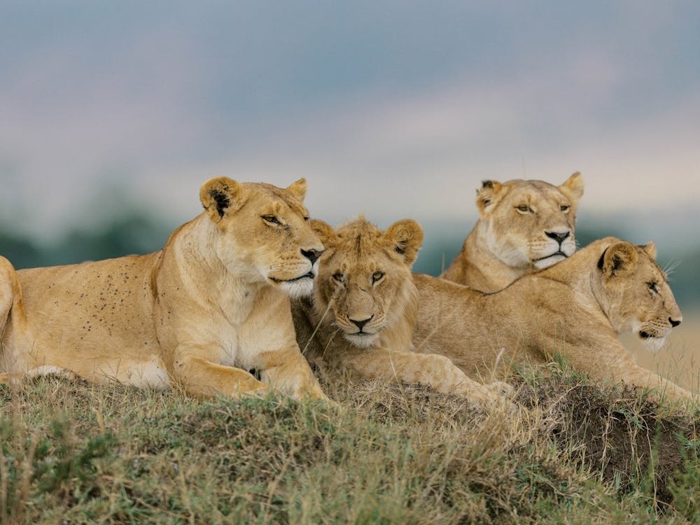 Lions In The Masai Mara, Kenya