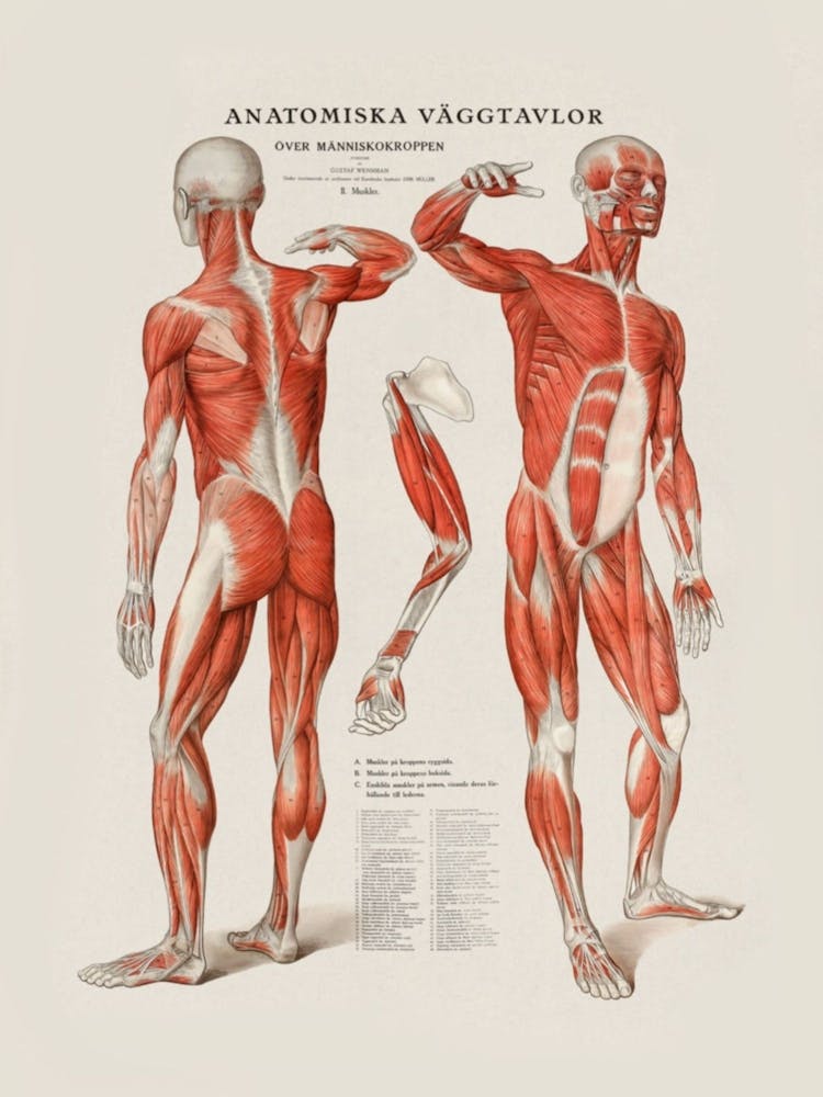Anatomy Of The Human Body