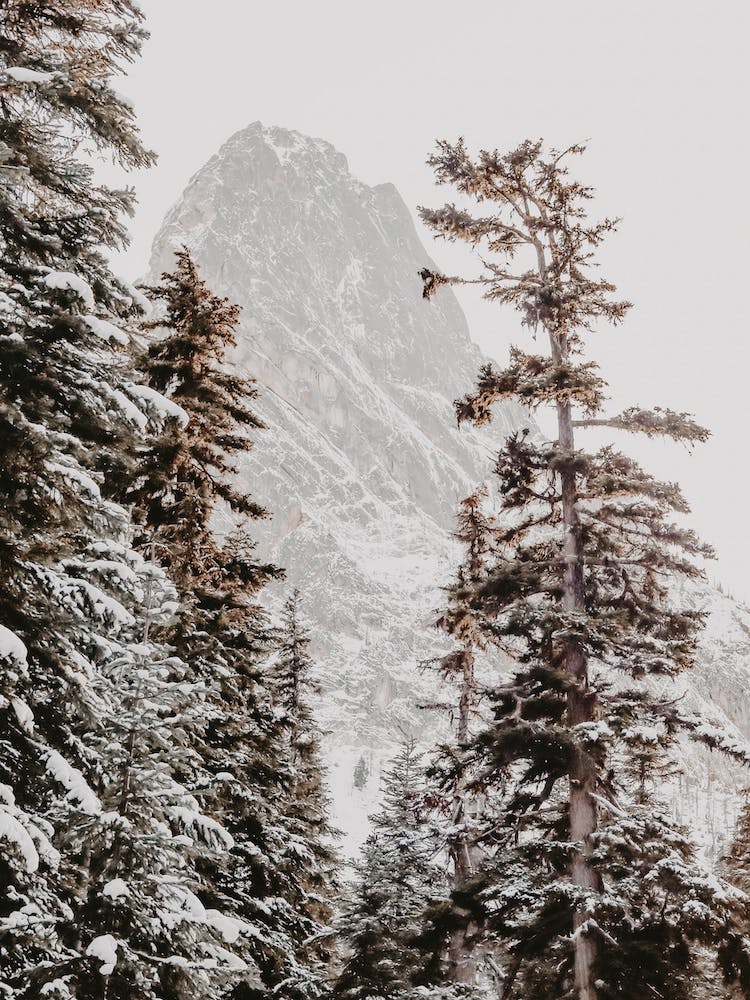 Winter Pine Trees