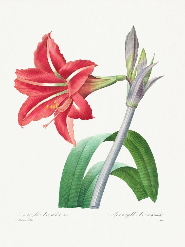 Brazilian Amaryllis From Choix Des Plus Belles Fleurs, Pierre Joseph Redouté