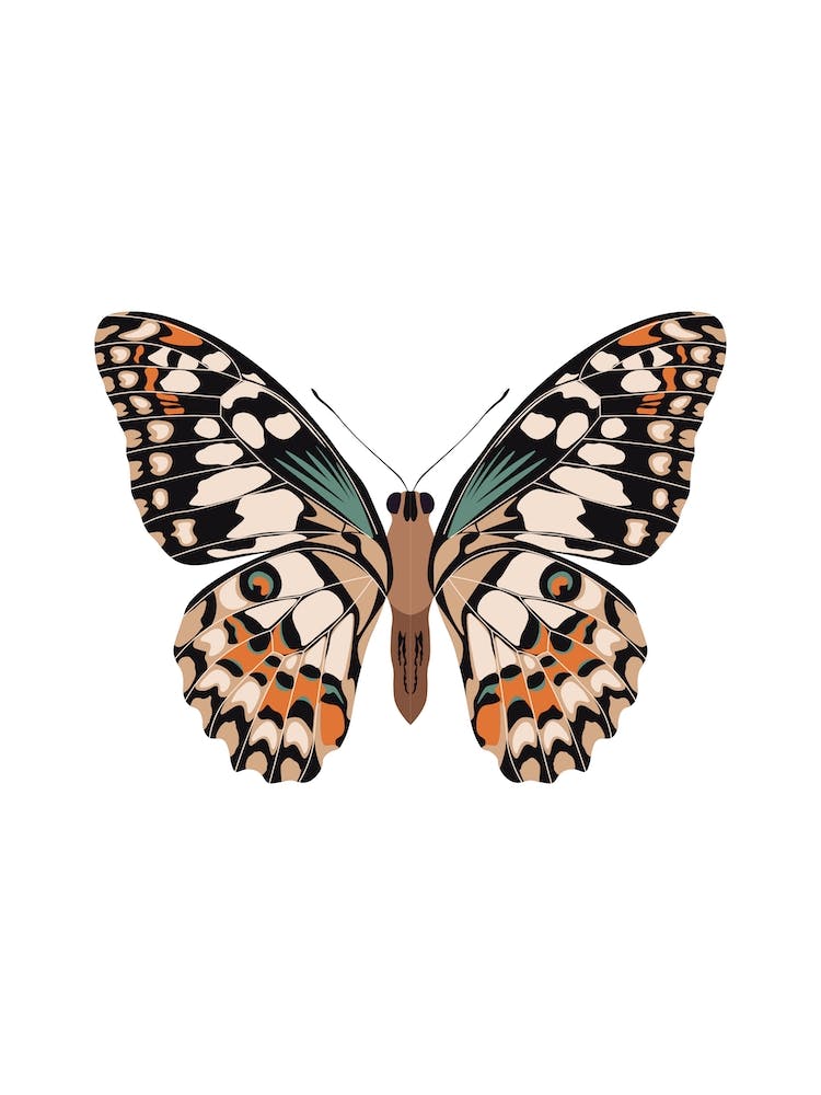 Mariposa Butterfly